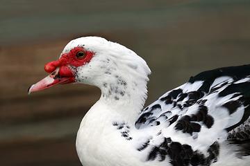 Image showing Beautiful Muscovy Duck