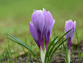 Image showing Spring crocus flowers