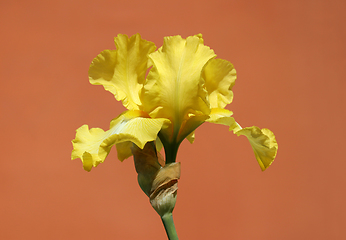 Image showing Yellow iris flower