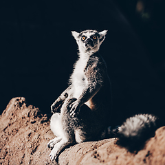 Image showing Ring-tailed lemur sitting on the sun on Madagascar.