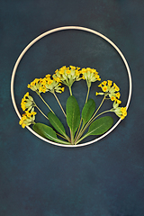 Image showing Cowslip Wildflower Abstract Nature Design