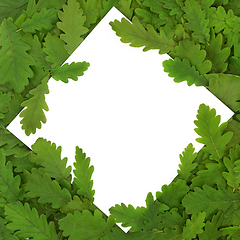 Image showing Oak Tree Leaf Abstract Eco Background Frame Composition