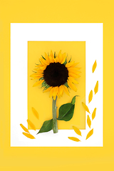 Image showing Sunflower Abstract Summer Flower Background 