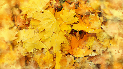 Image showing Bright abstract autumn background from fallen leaves of maple