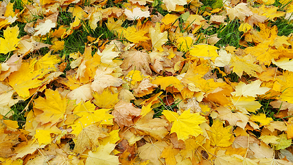 Image showing Bright autumn background from fallen yellow leaves of maple 