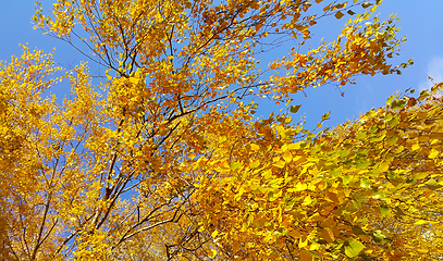 Image showing Branch of autumn birch tree with bright yellow leaves against bl