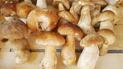 Image showing Fresh forest porcini mushrooms on a store counter 