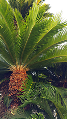 Image showing Sago palm tree (Cycas revoluta) with glossy green foliage