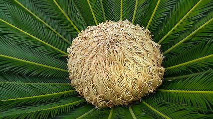 Image showing Female cone and foliage of cycas revoluta cycadaceae sago palm