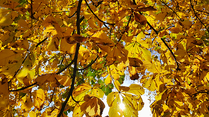 Image showing Beautiful yellow autumn leaves of chestnut