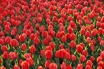 Image showing Beautiful red tulips natural background