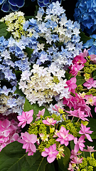 Image showing Beautiful colorful bright flowers of Hydrangea