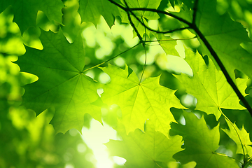 Image showing Fresh green maple foliage illuminated by bright sunlight