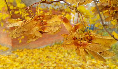 Image showing Autumn maple branches with winged seeds