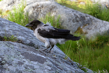 Image showing Baby Hooded Crow Exploring 