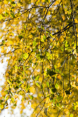 Image showing Yellow and green leaf birch