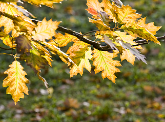 Image showing beautiful Oak foliage