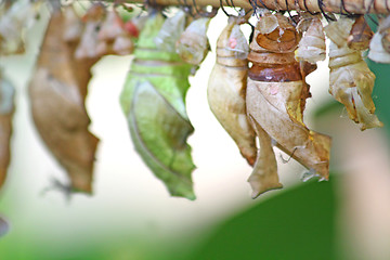 Image showing Cocoons