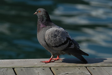 Image showing Pigeon_24.04.2005