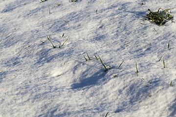 Image showing Green grass under the snow
