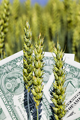 Image showing one American dollar pile , agricultural business