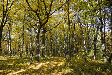 Image showing sunny weather in the autumn