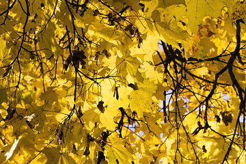Image showing bright yellow foliage