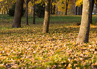 Image showing Autumn photo