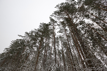 Image showing winter day after a snowfall