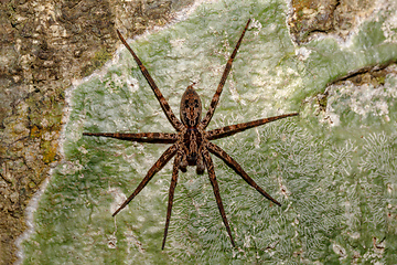 Image showing huntsman spider on tree trunk Madagascar wildlife