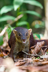 Image showing Ring-tailed mongoose, Galidia elegans, Madagascar