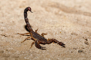 Image showing Scorpions, predatory arachnids Madagascar