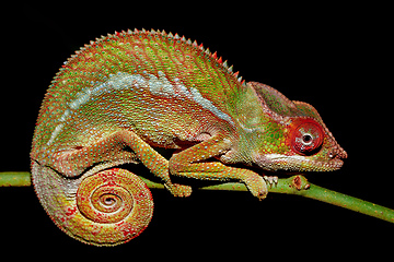 Image showing panther chameleon, Furcifer pardalis, Madagascar