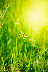 Image showing Green grass - shallow depth of field