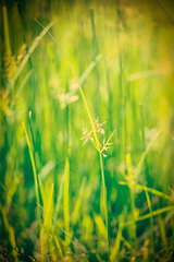Image showing Green grass - shallow depth of field