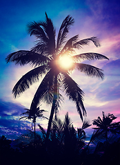 Image showing Palm on sunset