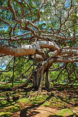 Image showing Ficus Benjamina tree