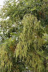 Image showing Styphnolobium japonicum or Sophora japonica with fruits