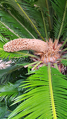 Image showing Male cone and foliage of cycas revoluta cycadaceae sago palm