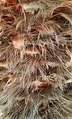 Image showing Close up of the bark of a palm tree