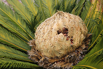 Image showing Cone with fruits of female cycas revoluta cycadaceae sago palm