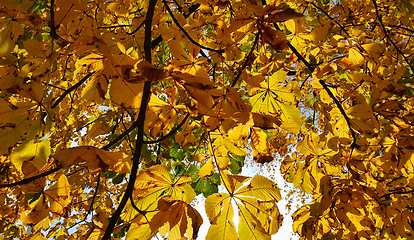 Image showing Beautiful yellow autumn leaves of a chestnut