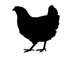 Image showing Silhouette of a hen on white background