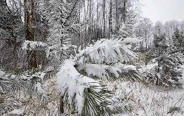 Image showing pine trees in winter