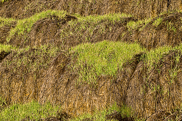 Image showing young wheat sprouts