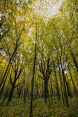 Image showing yellow autumn foliage