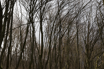 Image showing Maple forest in autumn