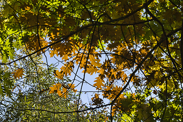 Image showing oak foliage