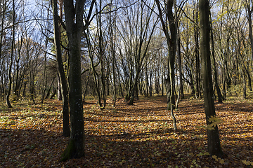 Image showing Autumn season parks