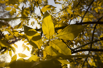 Image showing Calm autumn nature